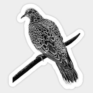 European turtle dove Sticker